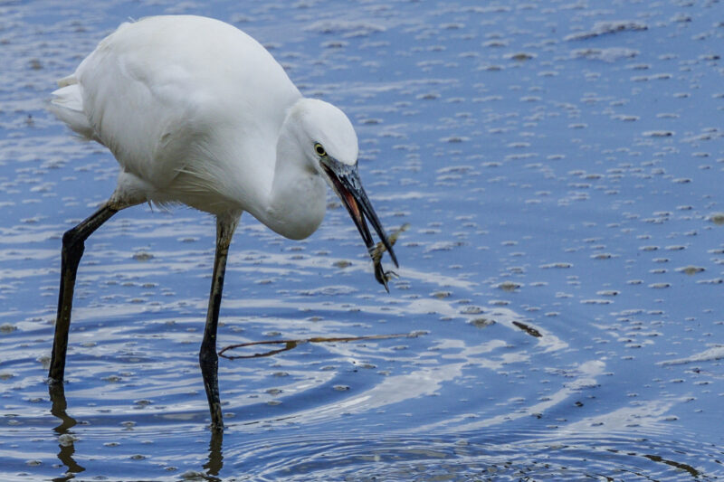Aigrette garzette pêchant une écrevisse